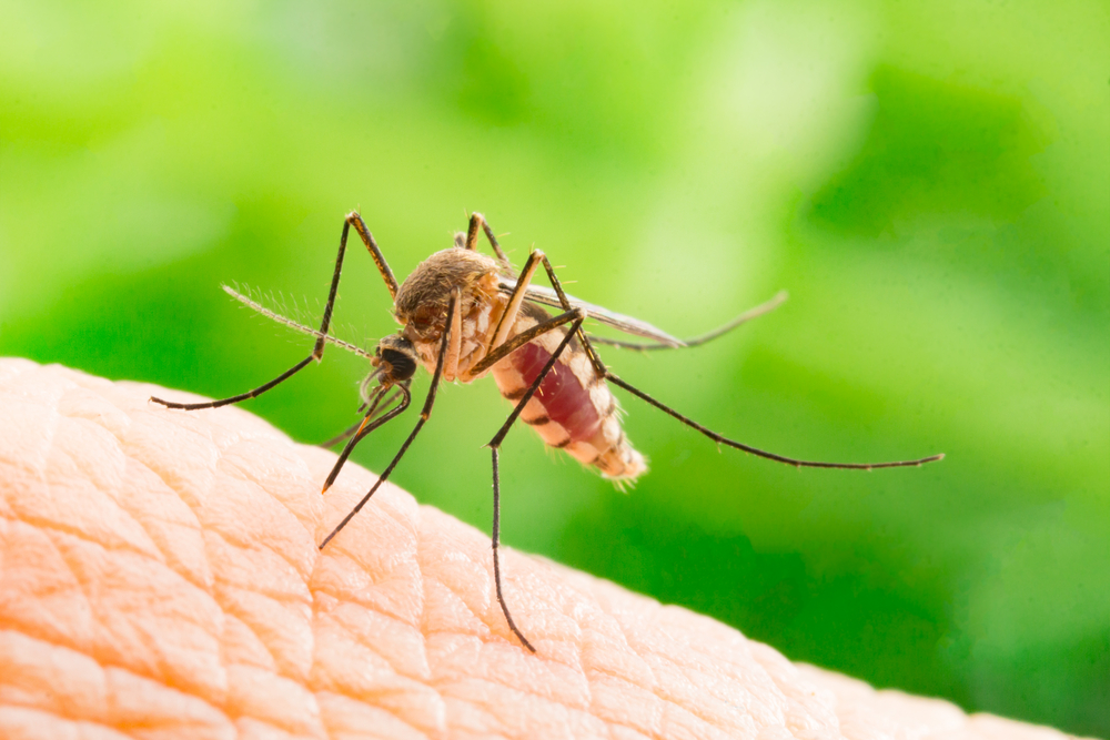 The Rising Threat of Dengue Fever: A Global Health Crisis