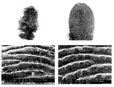 Отпечаток коалы и отпечаток человека © Macie Hennenberg, et al.
