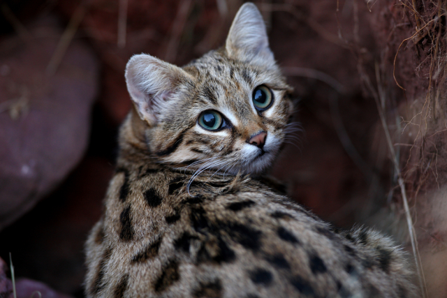 GISMETEO: Самый смертоносный кот на планете — само очарование - Животные |  Новости погоды.