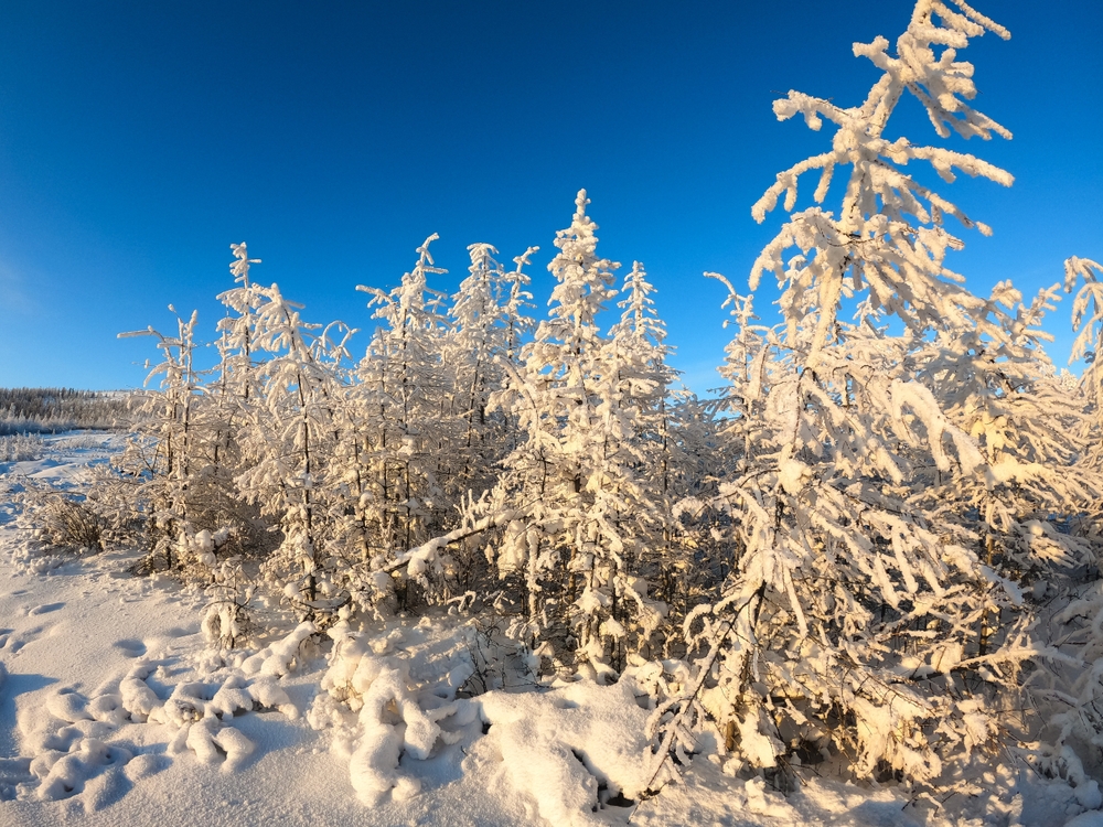 Snow covered fir trees фото 8