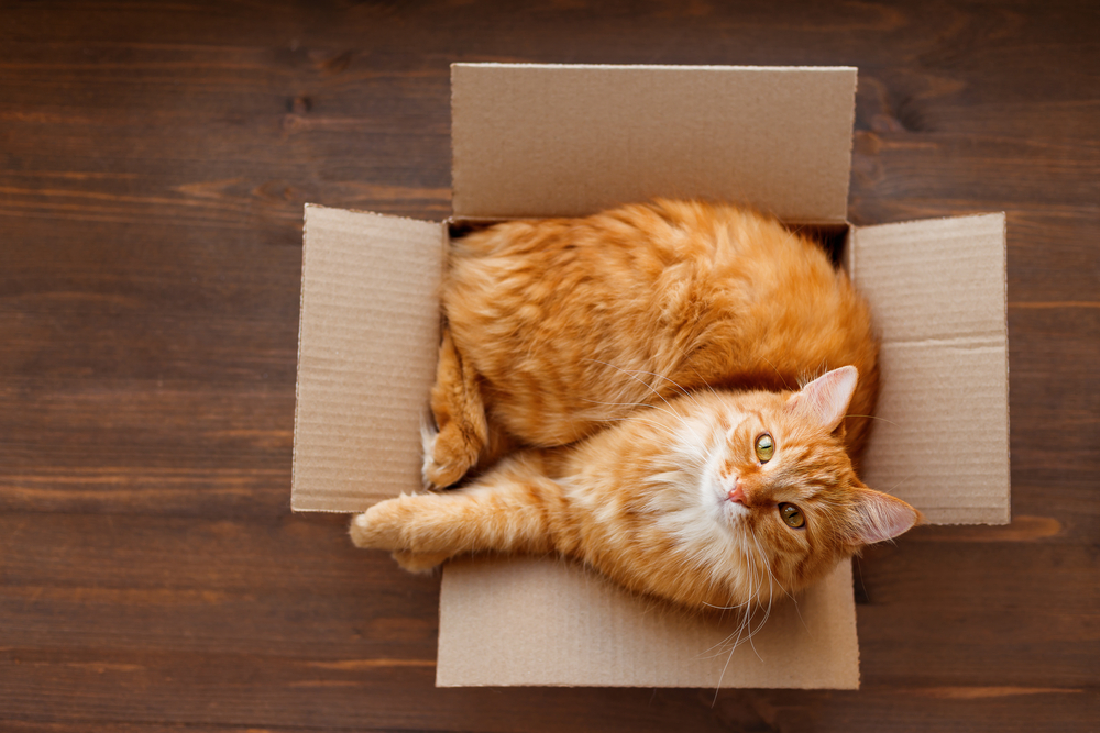 почему коты любят коробки