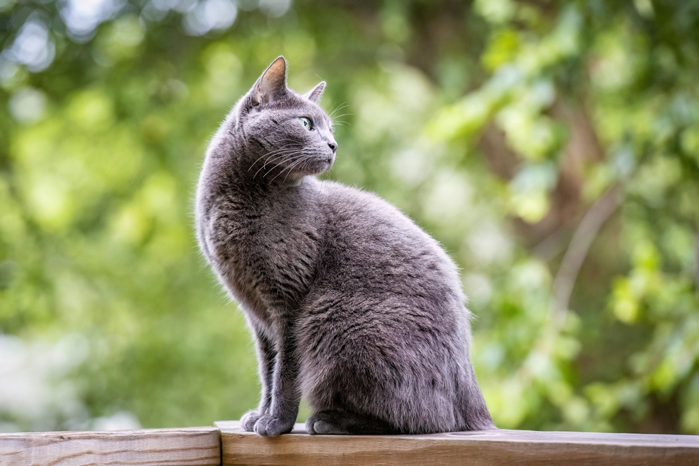 GISMETEO: Названы 5 пород-долгожителей среди кошек - Животные | Новости  погоды.