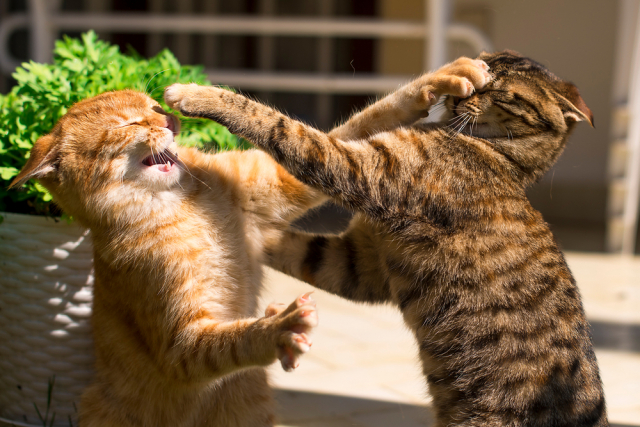 GISMETEO: Как коты общаются друг с другом? - Животные | Новости погоды.