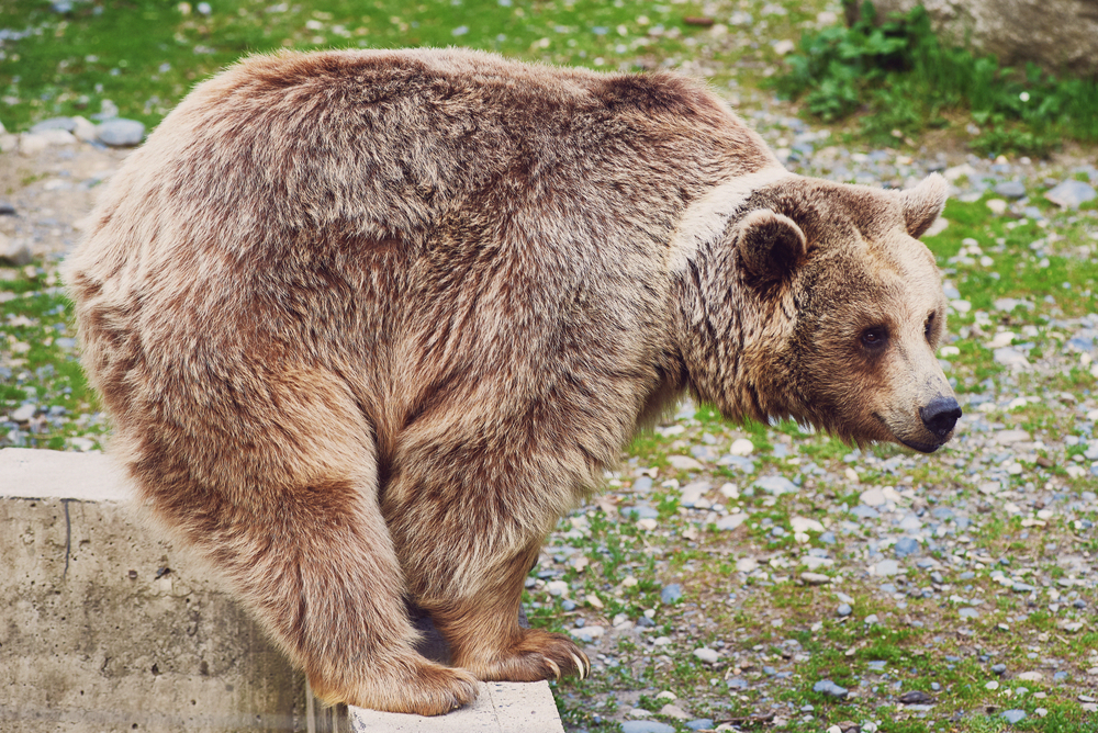 GISMETEO: Ученые наконец нашли в Индии тибетского медведя - Животные |  Новости погоды.