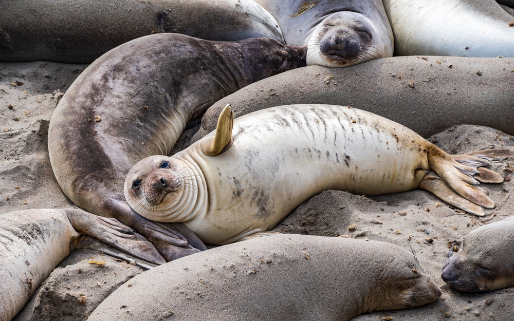 95% of Southern Elephant Seal Pups Wiped Out by Bird Flu in Catastrophic Mass Death