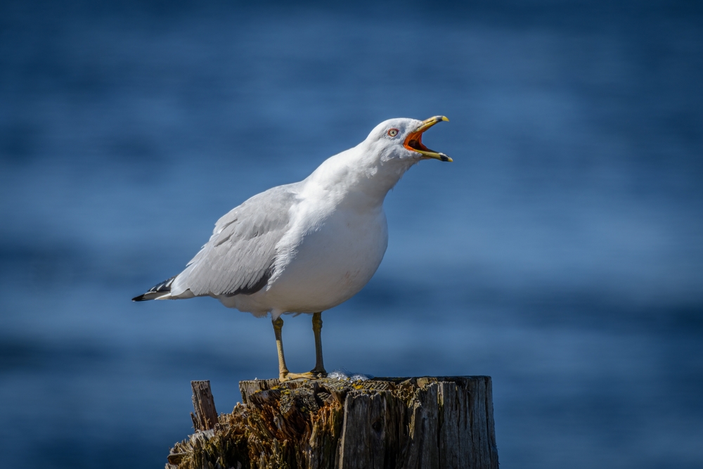 Чайка мальчик. Серебристая Чайка хохотунья. Клуша хохотунья. Larus cachinnans.