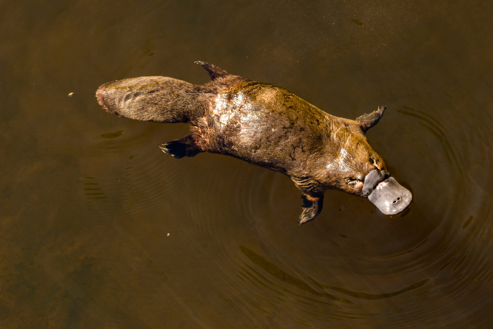 File:Wild Platypus 4.jpg - Wikipedia