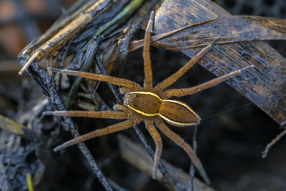 Argyroneta aquatica SERGEI BYKOVSKII Flickr