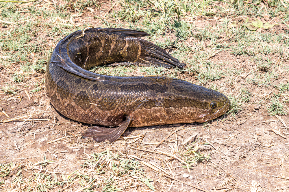 Giant Snakehead (Channa micropeltes) - Collection record